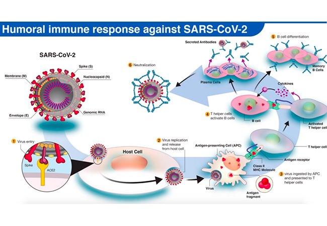 COVID-19 Serological Tests: How Well Do They Actually Perform?